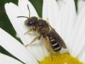 Halictus rubicundus